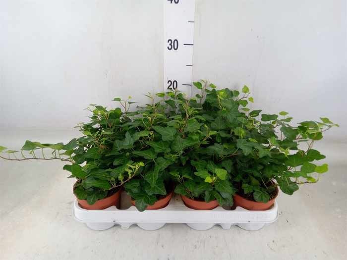 <h4>Hedera helix 'Wonder'</h4>
