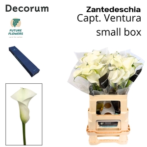 ZANT CAPT VENTURA MEDIUM BOX 60 CM 20 ST.