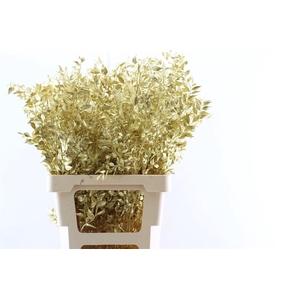 Dried Ruscus Gold Glitter Pst