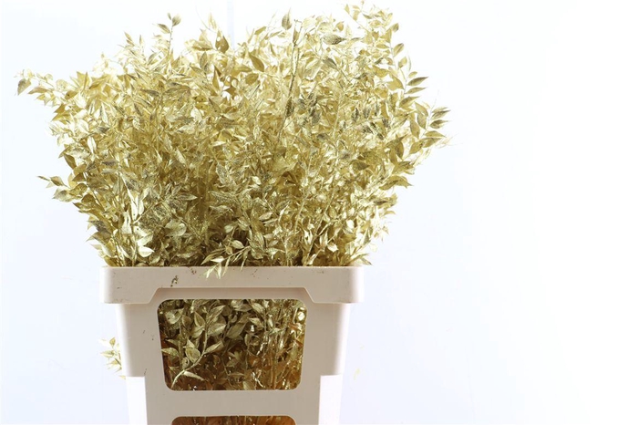 <h4>Dried Ruscus Gold Glitter Pst</h4>