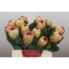 Protea Grandicolor