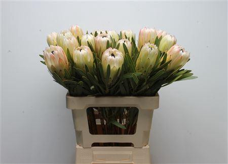 <h4>Protea White Night</h4>