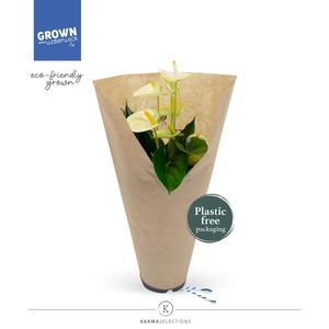 Anthurium - KARMA Lime | 12cm | ECO/KRAFT SLEEVE