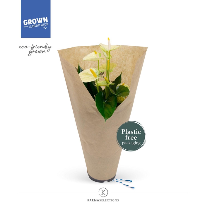 <h4>Anthurium - KARMA Lime | 12cm | ECO/KRAFT SLEEVE</h4>