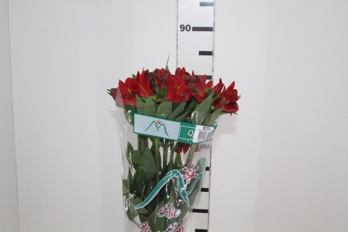 <h4>ALSTROEMERIA ANGELINA 080 CM</h4>