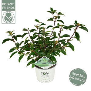 Viburnum davidii 'Yin' C3