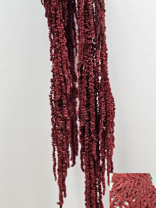 <h4>GESTABILISEERD AMARANTHUS (H) BORDEAUX</h4>