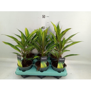 Cordyline fruti. 'Kiwi'