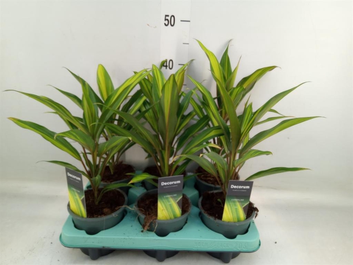 <h4>Cordyline fruti. 'Kiwi'</h4>