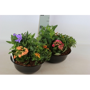 ARR TUINPLANTEN