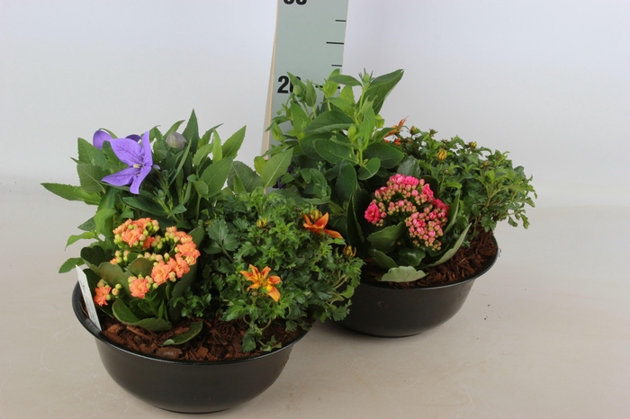 <h4>ARR TUINPLANTEN</h4>