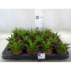 Sansevieria ehrenbergii 'Samurai'