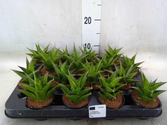 <h4>Sansevieria ehrenbergii 'Samurai'</h4>