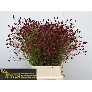 SANG OFFICINALIS