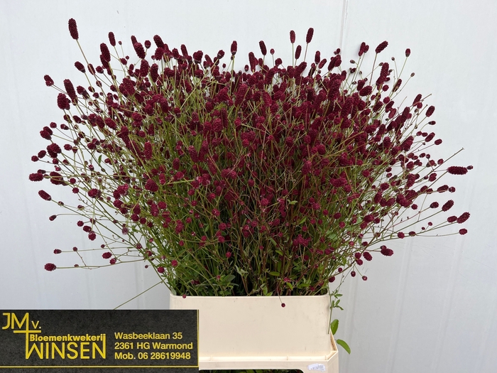 <h4>SANG OFFICINALIS</h4>