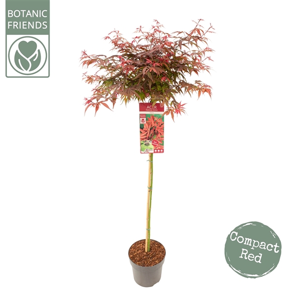 <h4>Acer palm. 'Shaina'</h4>