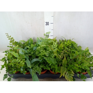 Ferns   ...mix