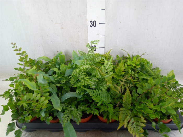 <h4>Ferns   ...mix</h4>