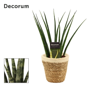 Sansevieria fernwood 12 cm in Yves mand (Deco-collection)