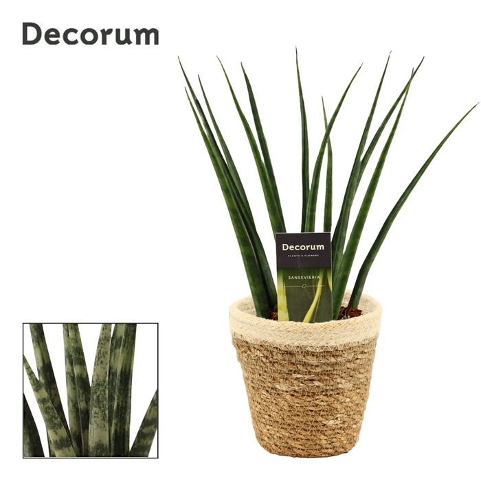 Sansevieria fernwood 12 cm in Yves mand (Deco-collection)