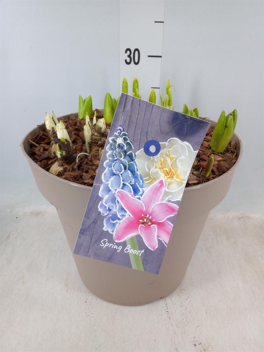 <h4>Bolbloemen   ...mix</h4>