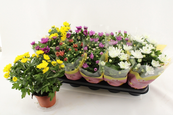 <h4>Chrys Gevuldbl Gem</h4>