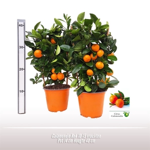 Calamondin Rek