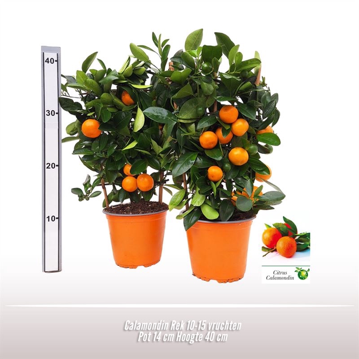 <h4>Calamondin Rek</h4>