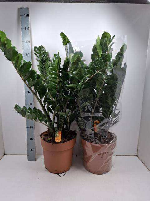 <h4>ZAMIO ZAMIIFOLIA</h4>