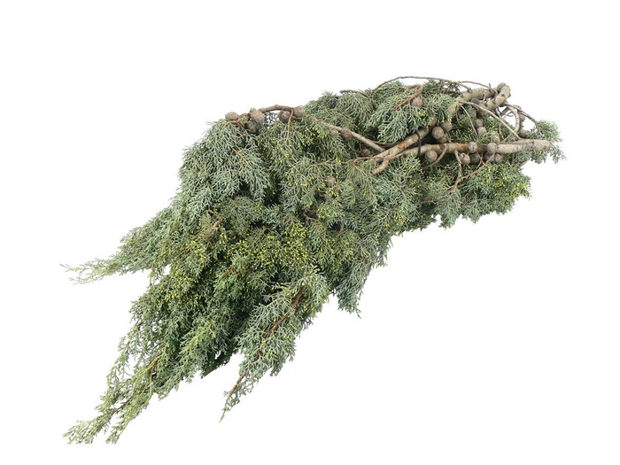 <h4>Conifeer Cypresse Arizonica 5kg</h4>