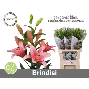 Li La Brindisi 3+