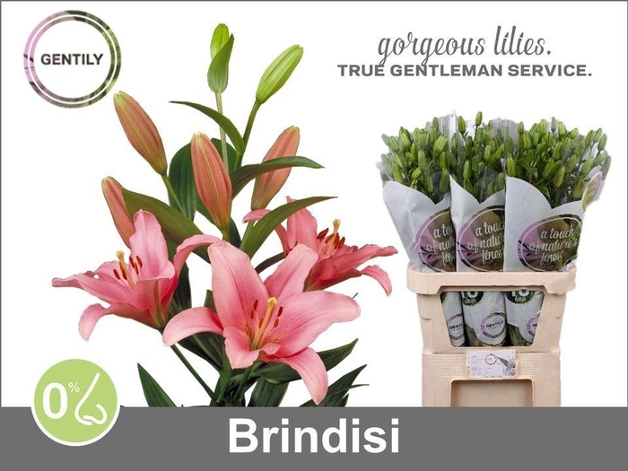 <h4>Li La Brindisi 3+</h4>