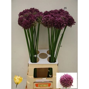 Allium Pink Lady 80cm