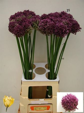 <h4>Allium Pink Lady 80cm</h4>