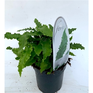 Asplenium scolopendrium angustifolium ES11 0,7l