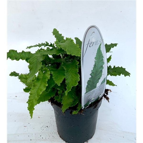 <h4>Asplenium scolopendrium angustifolium ES11 0,7l</h4>