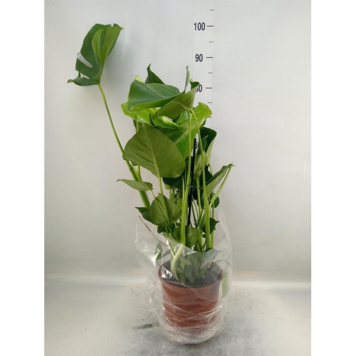 <h4>Monstera delic.</h4>