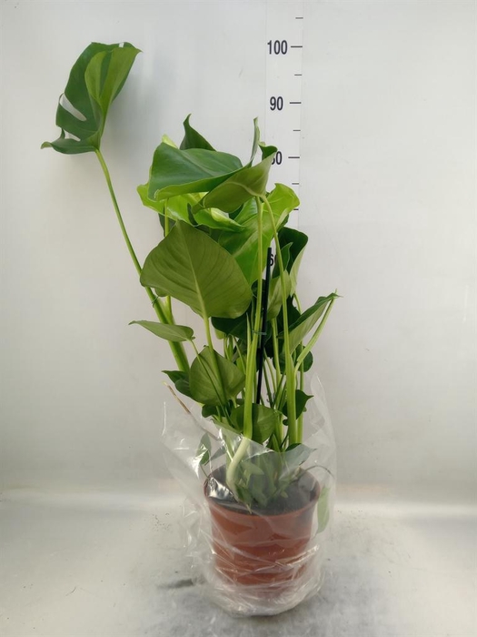 Monstera delic.