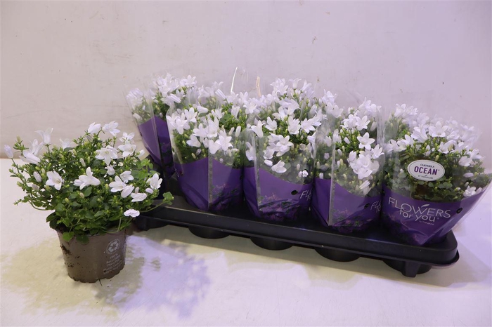 <h4>Camp Por Ocean</h4>