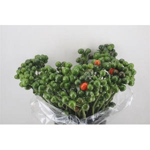 Pepers Rond Green Pbs