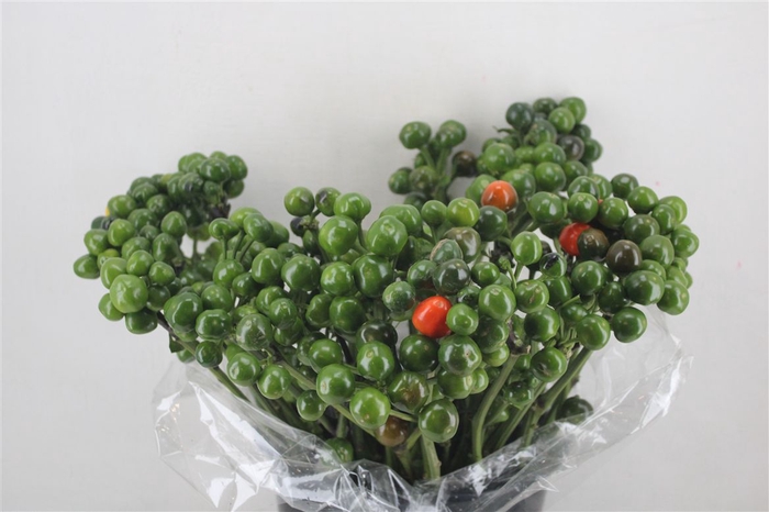 <h4>Pepers Rond Green Pbs</h4>