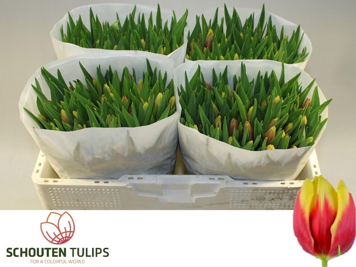 <h4>TU EN JAN SEIGNETTE</h4>