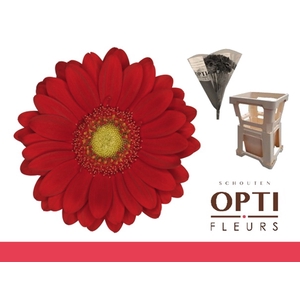 Germini Lipstick Water