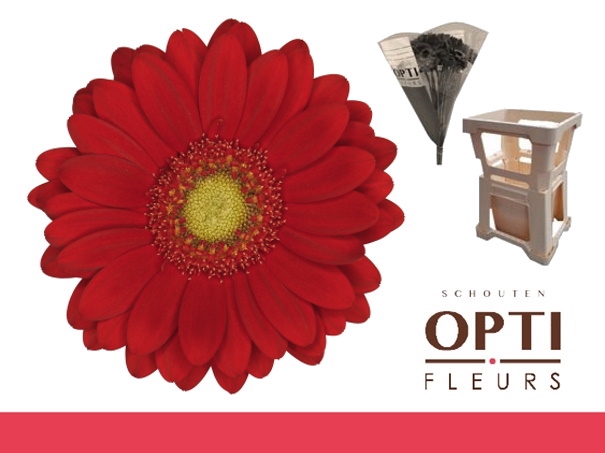 <h4>Germini Lipstick Water</h4>