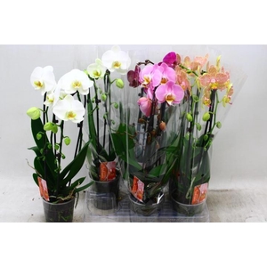 PHAL EL CASCADE