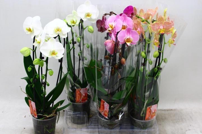 <h4>PHAL EL CASCADE</h4>