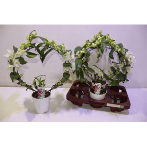 arr8 Dendr N Sc Apollon Mirror