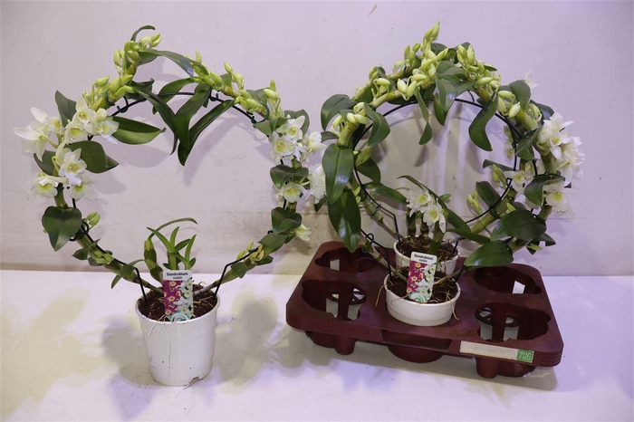 <h4>arr8 Dendr N Sc Apollon Mirror</h4>