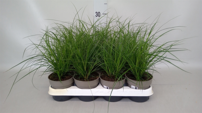 <h4>Carex brunnea</h4>