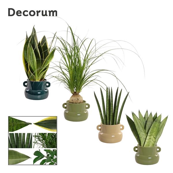 Autre plantes verde mélangé